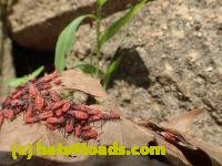 /home//u458753944/public_html/sourcegallery///////////Insects and small critters/aphids cicadas lanternflies and true bugs (Hemiptera)/P6110679.JPG